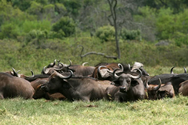 Buffalo - Tanzânia, África — Fotografia de Stock