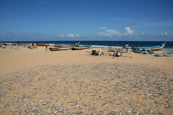 Pesce Marina Beach, Chennai, India — Foto Stock
