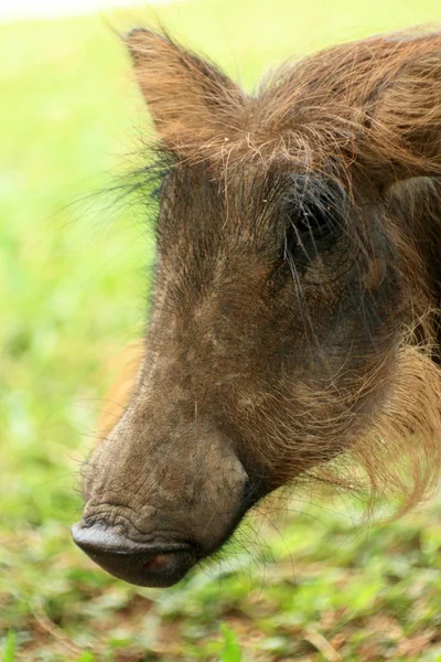 Warzenschwein - murchison falls np, uganda, afrika — Stockfoto