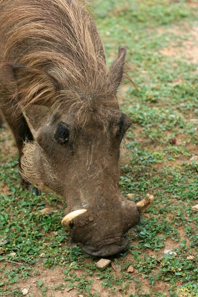 疣猪-默奇森瀑布 np、 乌干达、 非洲 — 图库照片