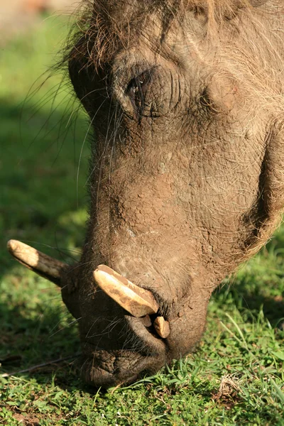 疣猪-默奇森瀑布 np、 乌干达、 非洲 — 图库照片