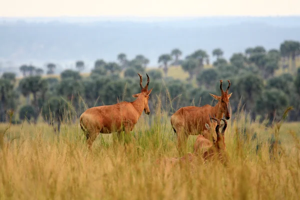 Hartebeest, Уганда, Африка — стокове фото