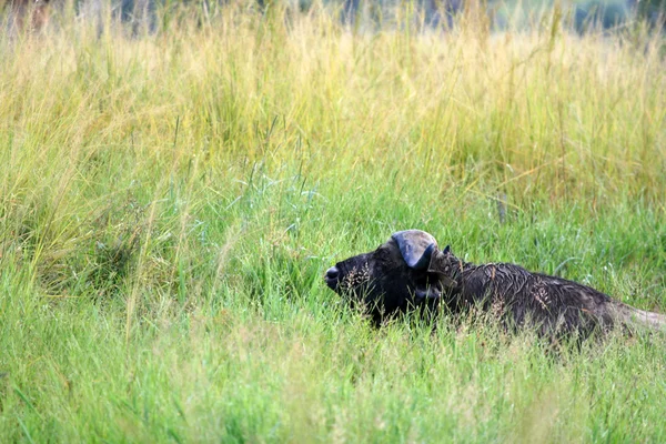 Bufalo, uganda, africa — Foto Stock