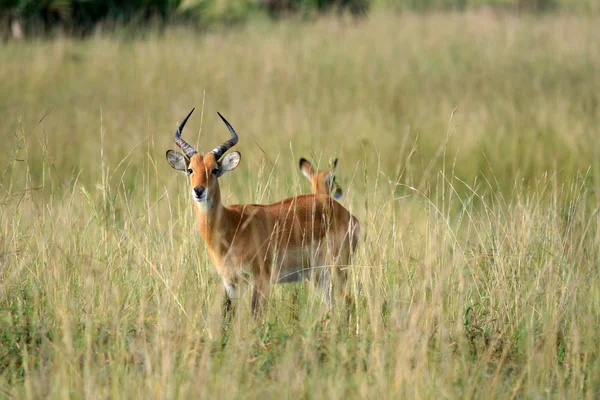 Impala antilop, uganda, Afrika — Stok fotoğraf