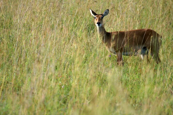 Afryki antelope, uganda, Impala — Zdjęcie stockowe