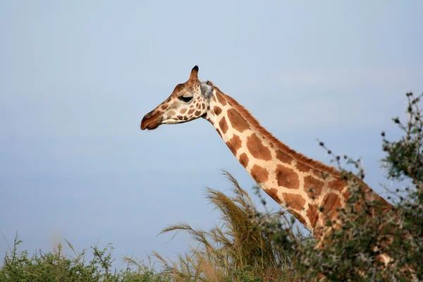 Giraffa, Uganda, Africa — Foto Stock