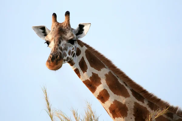 Girafa, Uganda, África — Fotografia de Stock