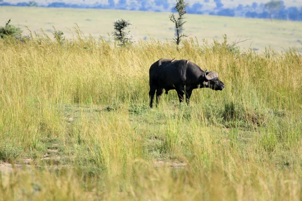 Buffalo, Uganda, Africa — Stock Photo, Image