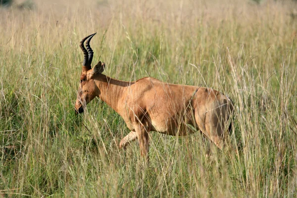 Hartebeest, uganda, afrika — Stockfoto