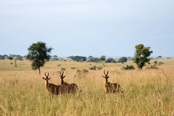 Hartebeest, Uganda, África — Fotografia de Stock