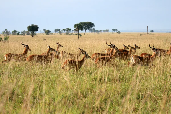 Impala Antelope, Uganda, Afrika – stockfoto