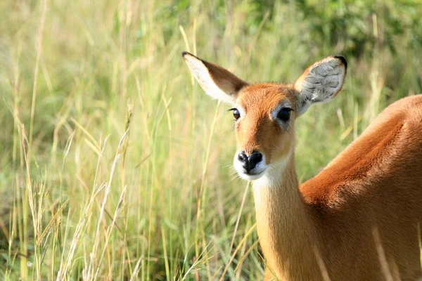 Impala antiloper, uganda, Afrika — Stockfoto