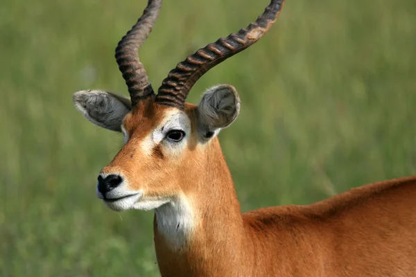 Impala antilopy, uganda, Afrika — Stock fotografie