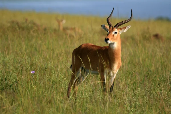 stock image Impala Antelope, Uganda, Africa
