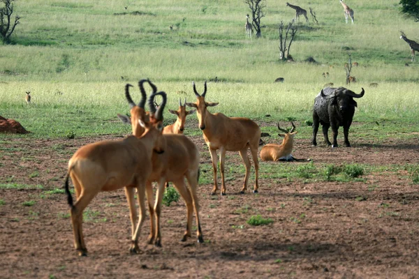 Hartebeest, uganda, Afrika — Stok fotoğraf