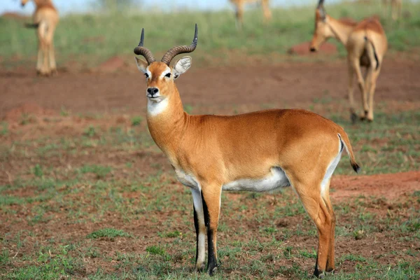 Impala Antelope, Uganda, África — Fotografia de Stock