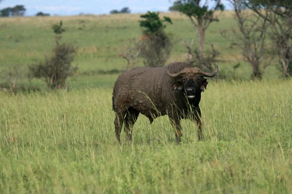 Bufalo, uganda, africa — Foto Stock