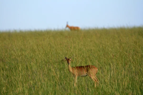 Impala antilopy, uganda, Afrika — Stock fotografie