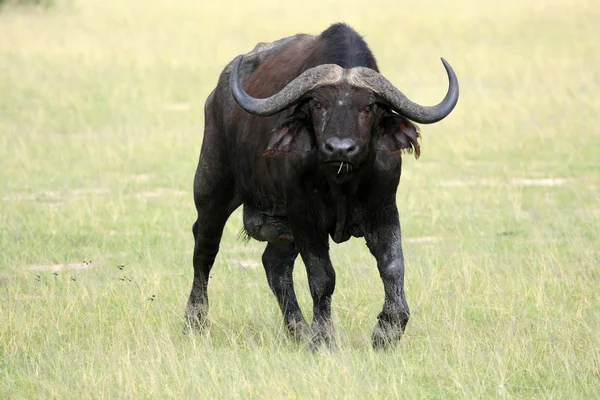 Buffalo, uganda, Afrika — Stock fotografie