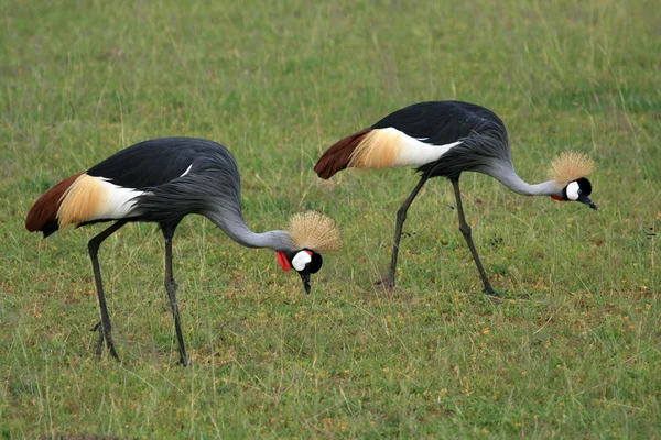 Crested, Crowned Crane — Stock Photo, Image