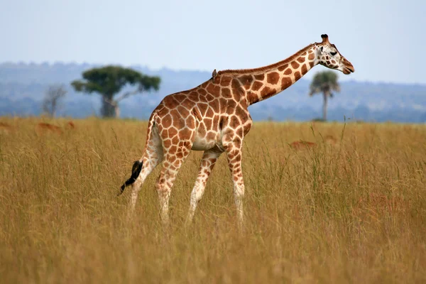 Zsiráf, Uganda, Afrika — Stock Fotó