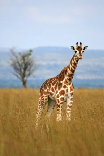 Giraffe, Oeganda, Afrika — Stockfoto