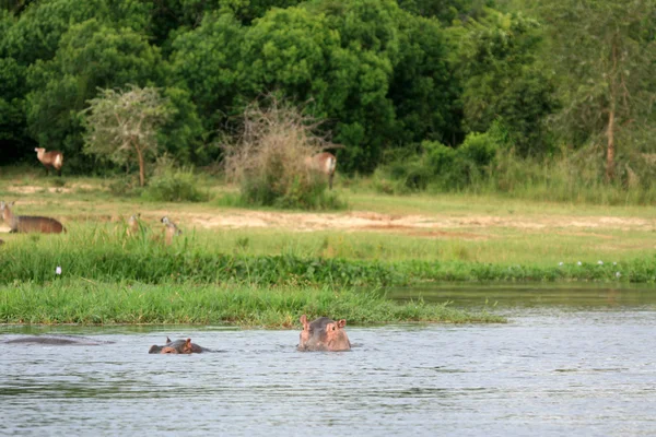 Hippo - murchison düşer np, uganda, Afrika — Stok fotoğraf