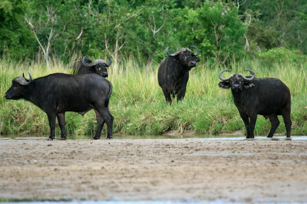 Buffalo, Uganda, Afrika — Stock Fotó