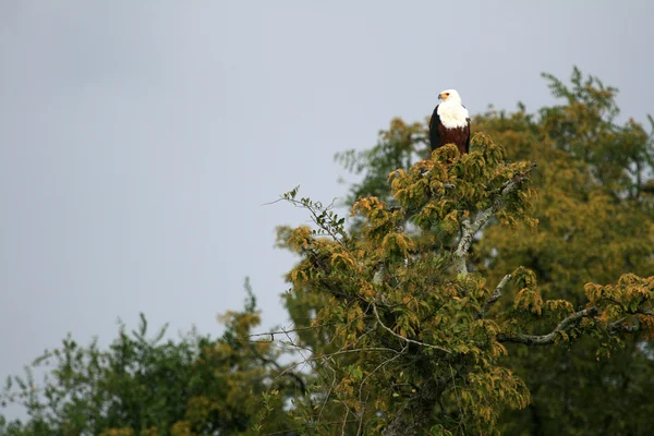 Águila pescadora africana en Uganda, África — Foto de Stock