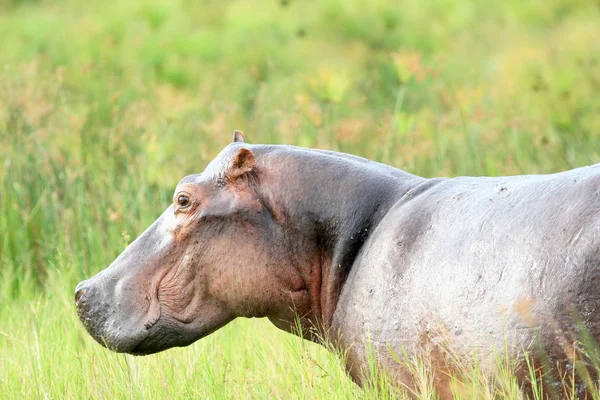 Hippo - Murchison Falls NP, Uganda, África — Fotografia de Stock