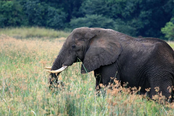 Elefante africano, Uganda, África — Foto de Stock