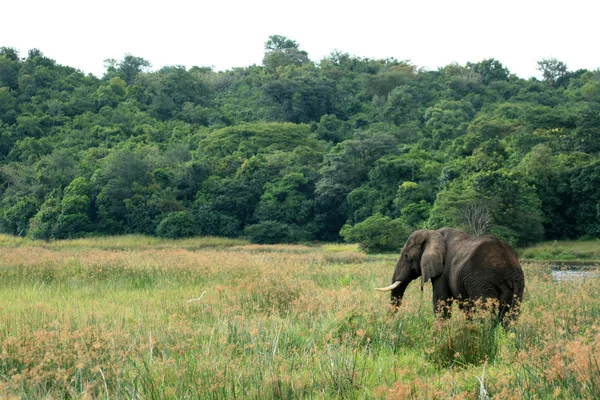 Słonia afrykańskiego, uganda, Afryka — Zdjęcie stockowe