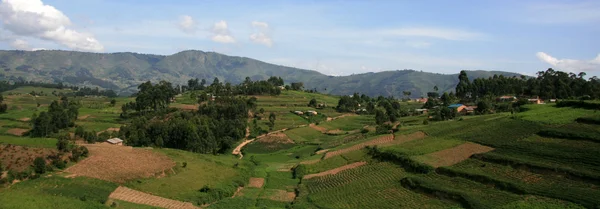 Campi di riso in Uganda, Africa — Foto Stock