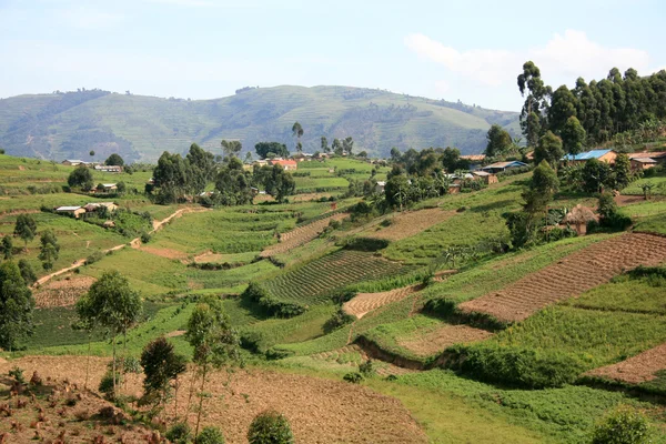 Reisfelder in Uganda, Afrika — Stockfoto