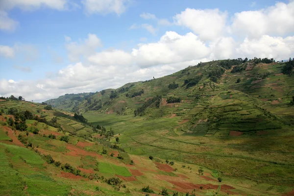 Campos de arroz em Uganda, África — Fotografia de Stock