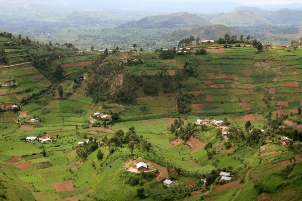 Campos de arroz em Uganda, África — Fotografia de Stock