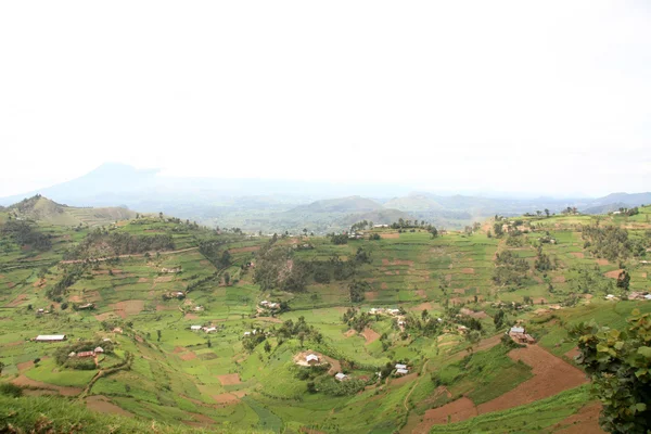 在乌干达，非洲的稻田 — 图库照片