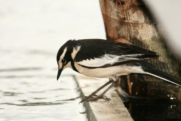African Pied Wagtail - Уганда, Африка — стоковое фото