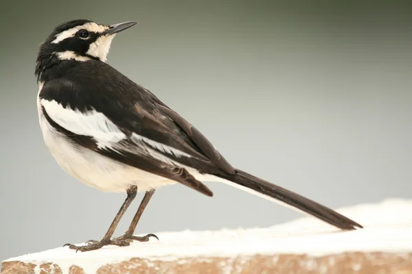 African Pied Wagtail - Uganda, Africa — Stock Photo, Image