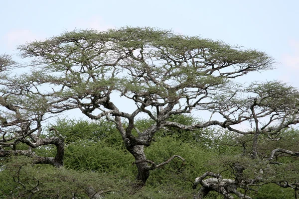 Acacia träd - tarangire nationalpark. Tanzania, Afrika — Stockfoto