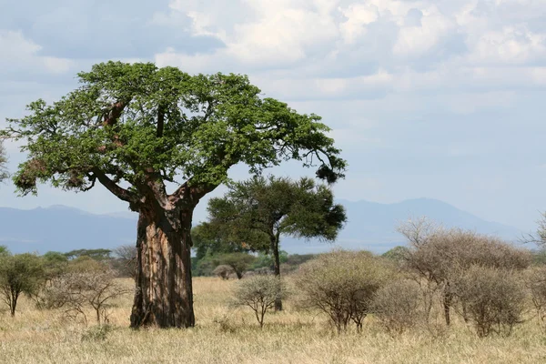 stock image Baobab Tree - Tarangire National Park. Tanzania, Africa
