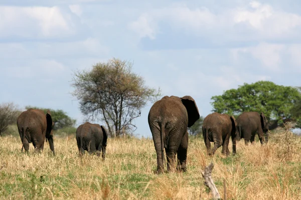 Elefantes. Tanzania, África — Foto de Stock