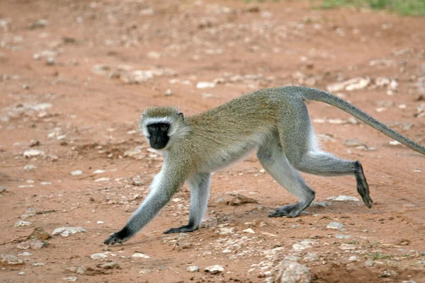 버 빗 원숭이-Tarangire 국립 공원입니다. 탄자니아, 아프리카 — 스톡 사진