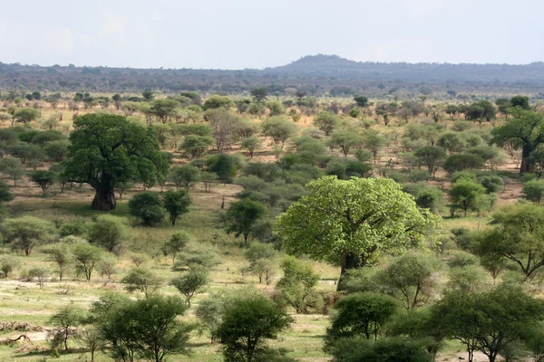 Afrykański krajobraz - park narodowy tarangire. Tanzanii, — Zdjęcie stockowe