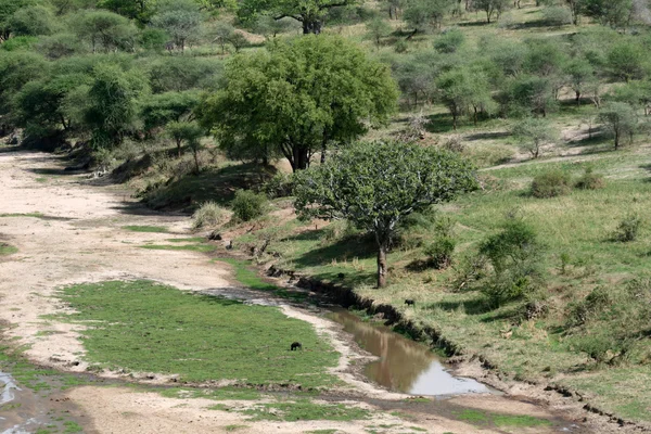 非洲风景-塔兰吉雷国家公园。非洲坦桑尼亚 — 图库照片