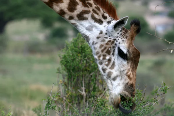 长颈鹿-塔兰吉雷国家公园。非洲坦桑尼亚 — 图库照片