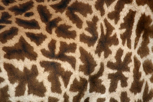 Giraff - tarangire nationalpark. Tanzania, Afrika — Stockfoto
