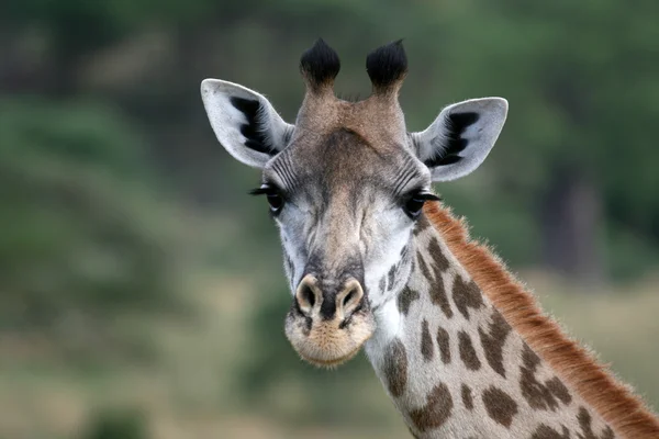 Girafa - Parque Nacional Tarangire. Tanzânia, África — Fotografia de Stock