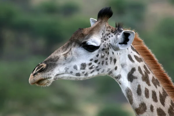Girafe - Parc National de Tarangire. Tanzanie, Afrique — Photo