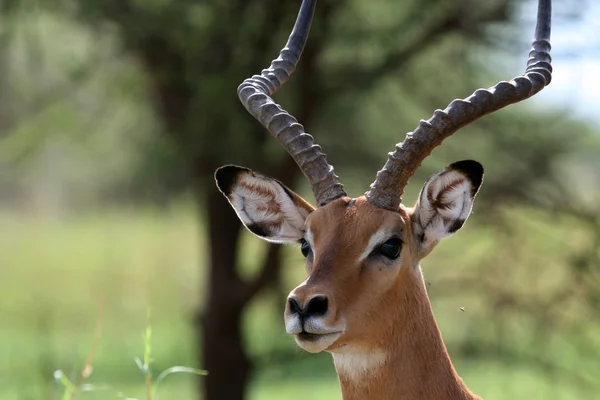 Impala - Tarangire Nemzeti Park. Tanzánia, Afrika — Stock Fotó